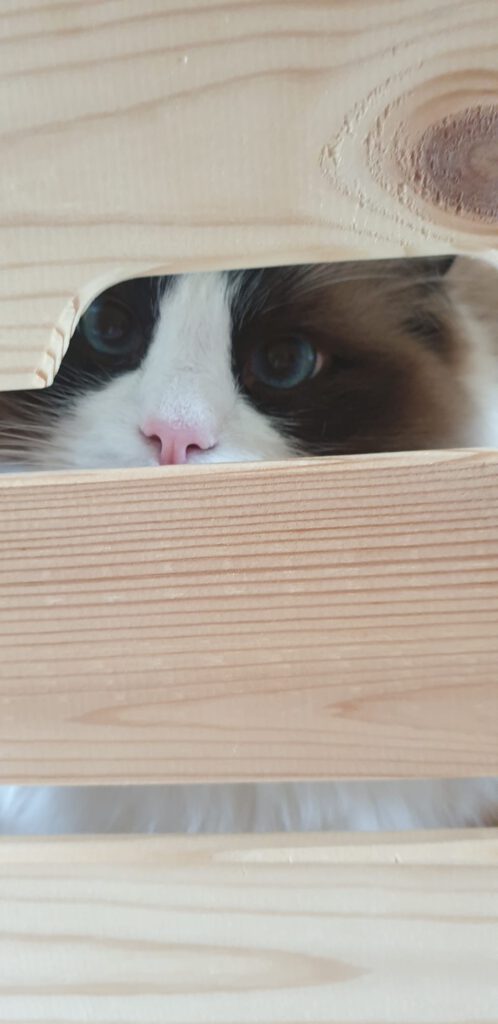 Katze schaut aus Kiste